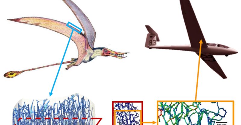 A pterosaur and an aircraft are shown flying over the 3D renderings from Pili’s CT X-ray work